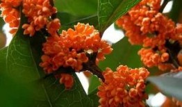 昌乐丹桂府爆料事件视频,视频揭露惊人真相