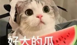 网红吃瓜免费分享,免费分享，畅享娱乐狂欢