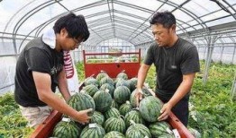 中国网红吃瓜被老板打,老板怒打网红，背后真相引人深思