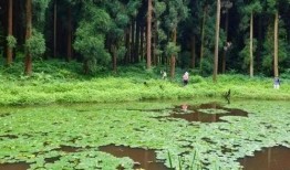 天鹅林场最新爆料信息网,揭秘神秘事件背后的真相