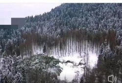 天鹅林场最新爆料信息网,揭秘神秘事件背后的真相