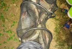 胖头鱼被爆料视频播放在线观看,揭秘背后惊人真相