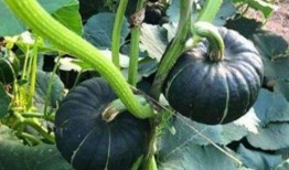 吃瓜吃火的网红叫什么来着