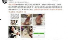 嘉善宠物店爆料视频播放,揭秘宠物行业背后真相