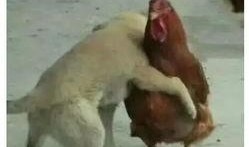 鸡哥早期爆料图片视频下载,图片视频下载背后的故事