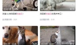 兔猫tv在线观看,畅享在线娱乐新体验